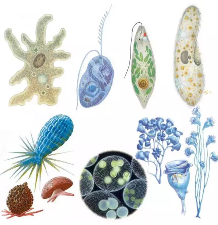 Parasiten gehéieren zum Räich Protozoa, an deem et méi wéi fofzéngdausend Arten sinn. 